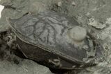 Curled Isotelus Trilobite - Mt Orab, Ohio #201062-1